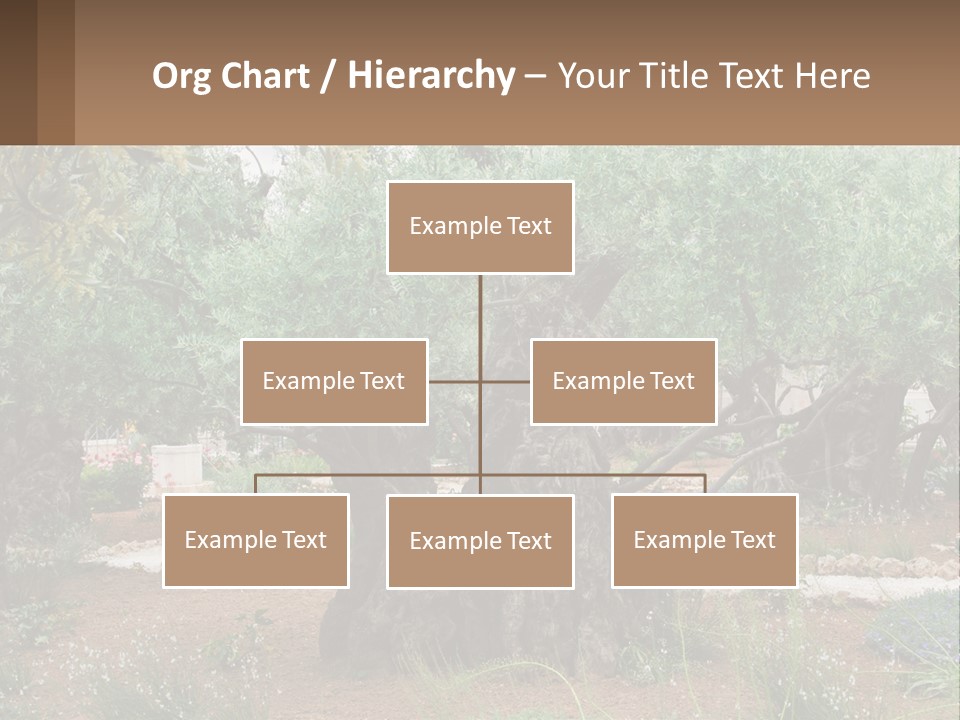 A Large Group Of Olive Trees In A Garden PowerPoint Template