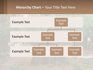A Large Group Of Olive Trees In A Garden PowerPoint Template