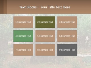 A Large Group Of Olive Trees In A Garden PowerPoint Template