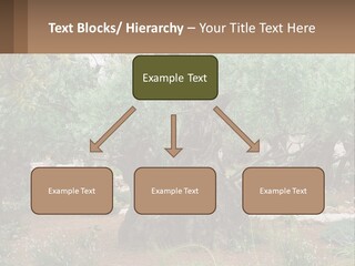 A Large Group Of Olive Trees In A Garden PowerPoint Template