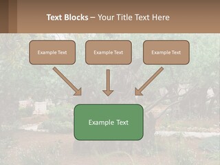 A Large Group Of Olive Trees In A Garden PowerPoint Template