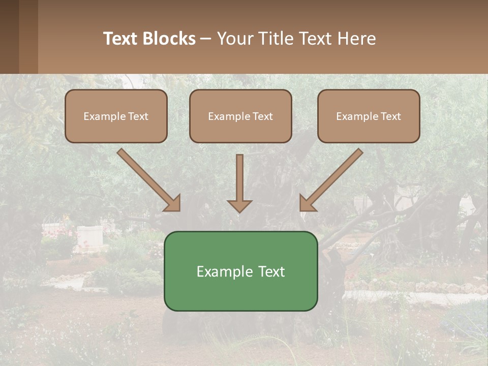 A Large Group Of Olive Trees In A Garden PowerPoint Template