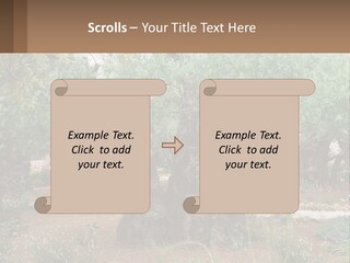 A Large Group Of Olive Trees In A Garden PowerPoint Template