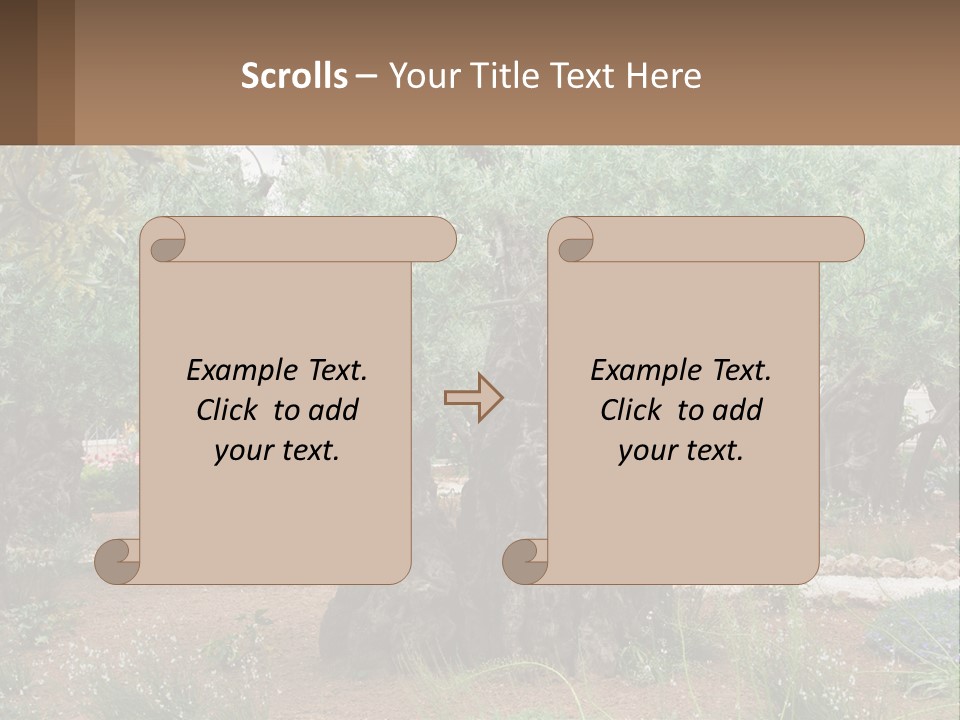 A Large Group Of Olive Trees In A Garden PowerPoint Template