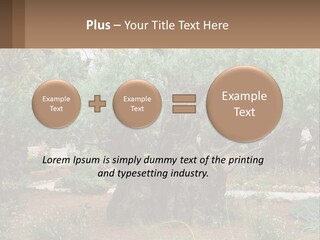 A Large Group Of Olive Trees In A Garden PowerPoint Template