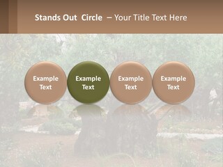 A Large Group Of Olive Trees In A Garden PowerPoint Template