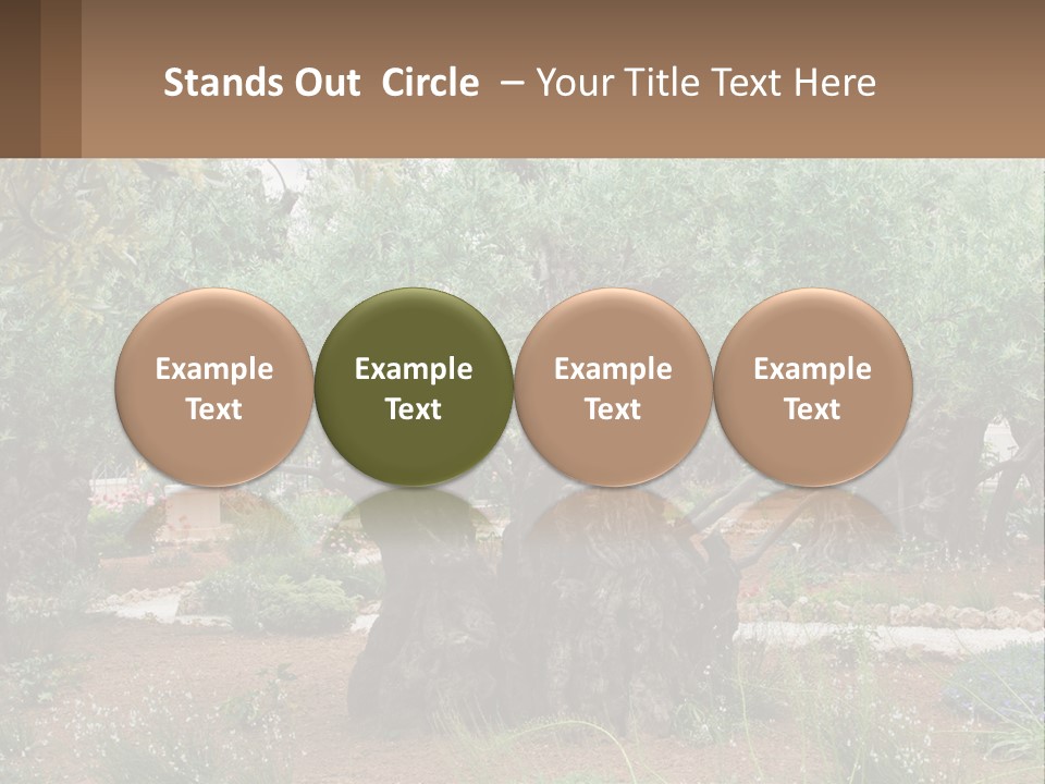 A Large Group Of Olive Trees In A Garden PowerPoint Template