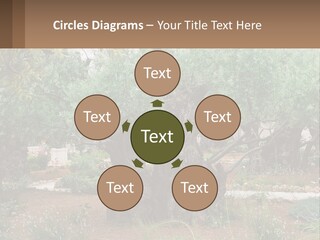 A Large Group Of Olive Trees In A Garden PowerPoint Template