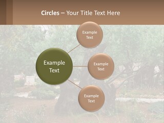 A Large Group Of Olive Trees In A Garden PowerPoint Template