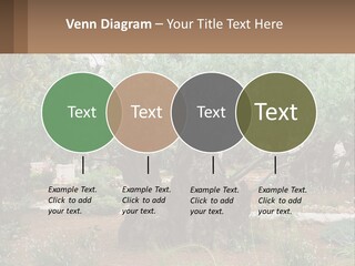 A Large Group Of Olive Trees In A Garden PowerPoint Template