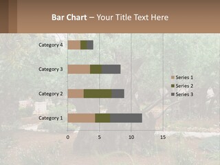 A Large Group Of Olive Trees In A Garden PowerPoint Template