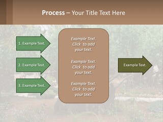 A Large Group Of Olive Trees In A Garden PowerPoint Template