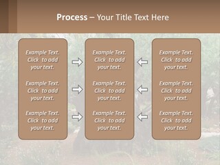 A Large Group Of Olive Trees In A Garden PowerPoint Template