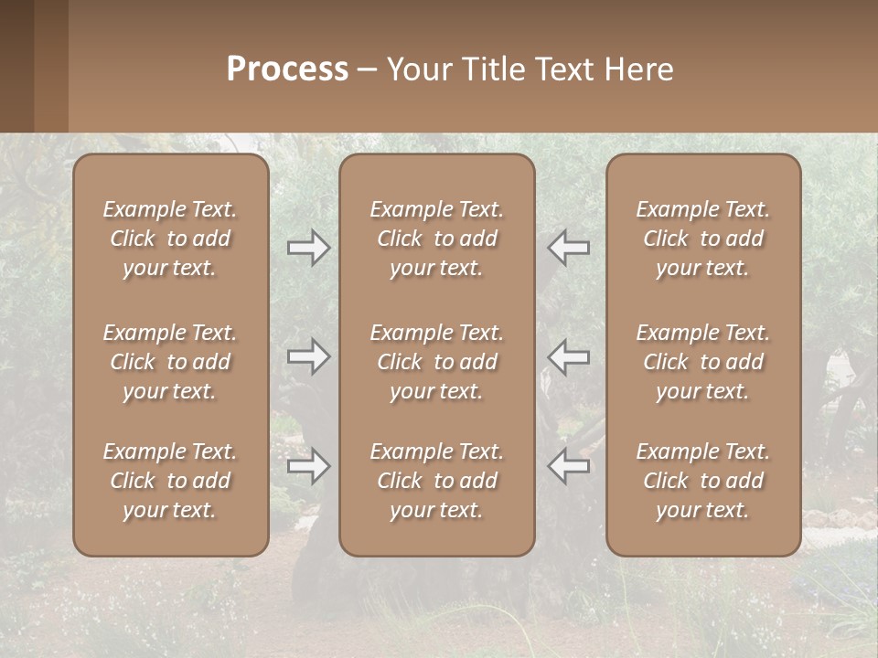 A Large Group Of Olive Trees In A Garden PowerPoint Template