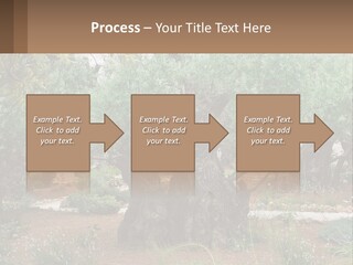 A Large Group Of Olive Trees In A Garden PowerPoint Template