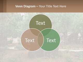 A Large Group Of Olive Trees In A Garden PowerPoint Template