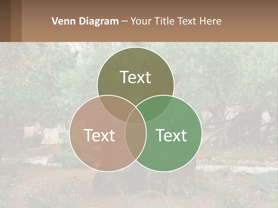 A Large Group Of Olive Trees In A Garden PowerPoint Template