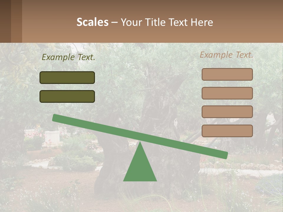 A Large Group Of Olive Trees In A Garden PowerPoint Template