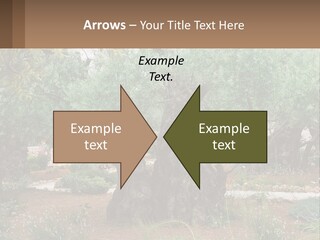 A Large Group Of Olive Trees In A Garden PowerPoint Template