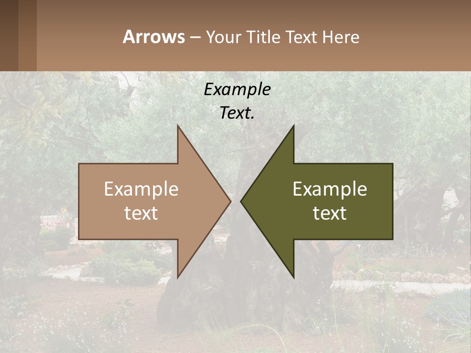 A Large Group Of Olive Trees In A Garden PowerPoint Template