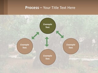 A Large Group Of Olive Trees In A Garden PowerPoint Template