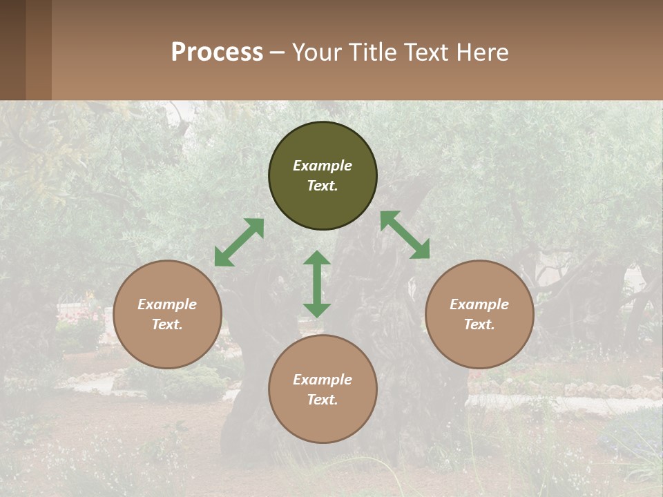 A Large Group Of Olive Trees In A Garden PowerPoint Template