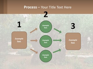 A Large Group Of Olive Trees In A Garden PowerPoint Template