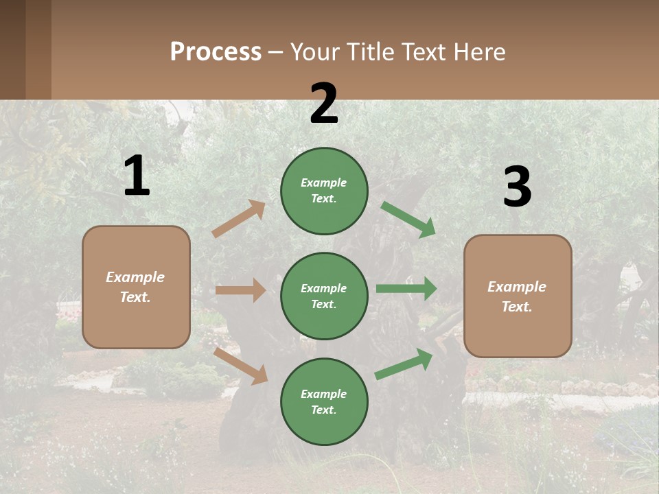 A Large Group Of Olive Trees In A Garden PowerPoint Template