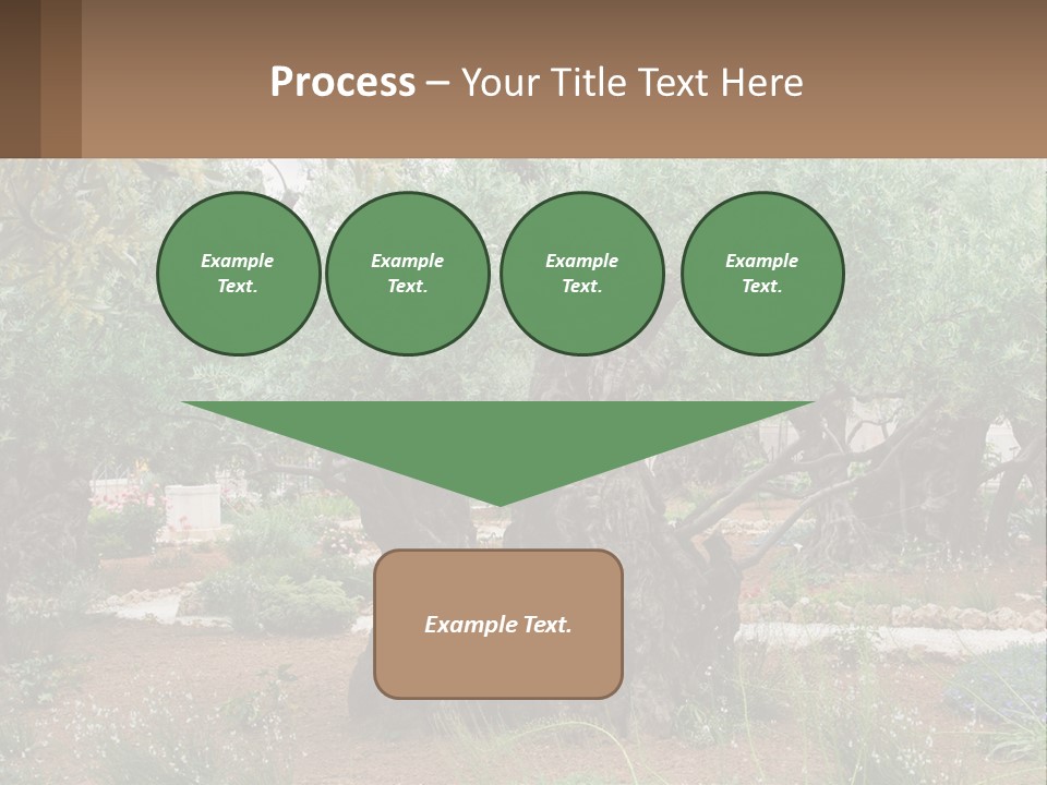 A Large Group Of Olive Trees In A Garden PowerPoint Template