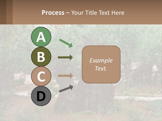 A Large Group Of Olive Trees In A Garden PowerPoint Template