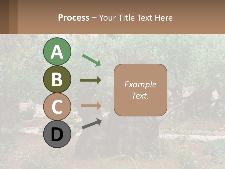 A Large Group Of Olive Trees In A Garden PowerPoint Template