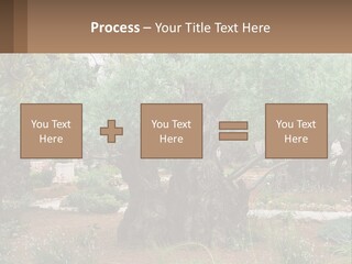 A Large Group Of Olive Trees In A Garden PowerPoint Template