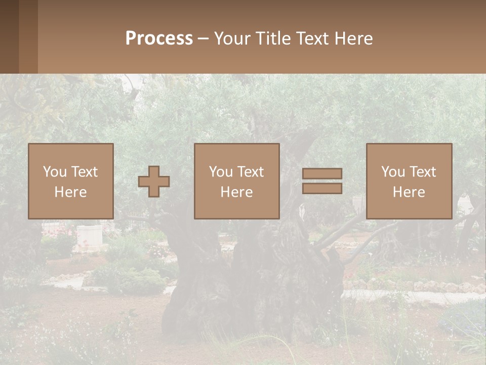 A Large Group Of Olive Trees In A Garden PowerPoint Template