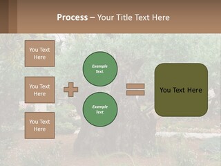 A Large Group Of Olive Trees In A Garden PowerPoint Template