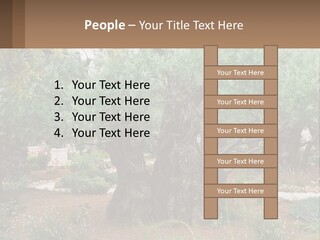 A Large Group Of Olive Trees In A Garden PowerPoint Template