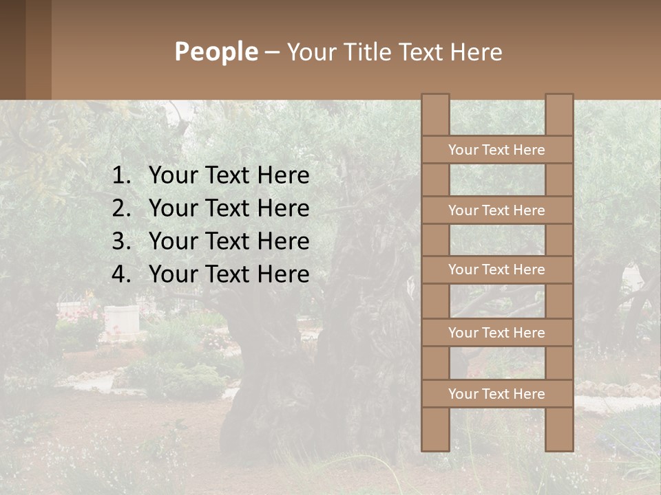 A Large Group Of Olive Trees In A Garden PowerPoint Template