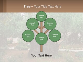 A Large Group Of Olive Trees In A Garden PowerPoint Template