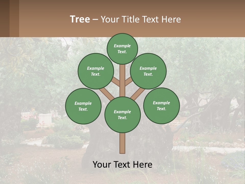 A Large Group Of Olive Trees In A Garden PowerPoint Template