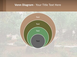 A Large Group Of Olive Trees In A Garden PowerPoint Template