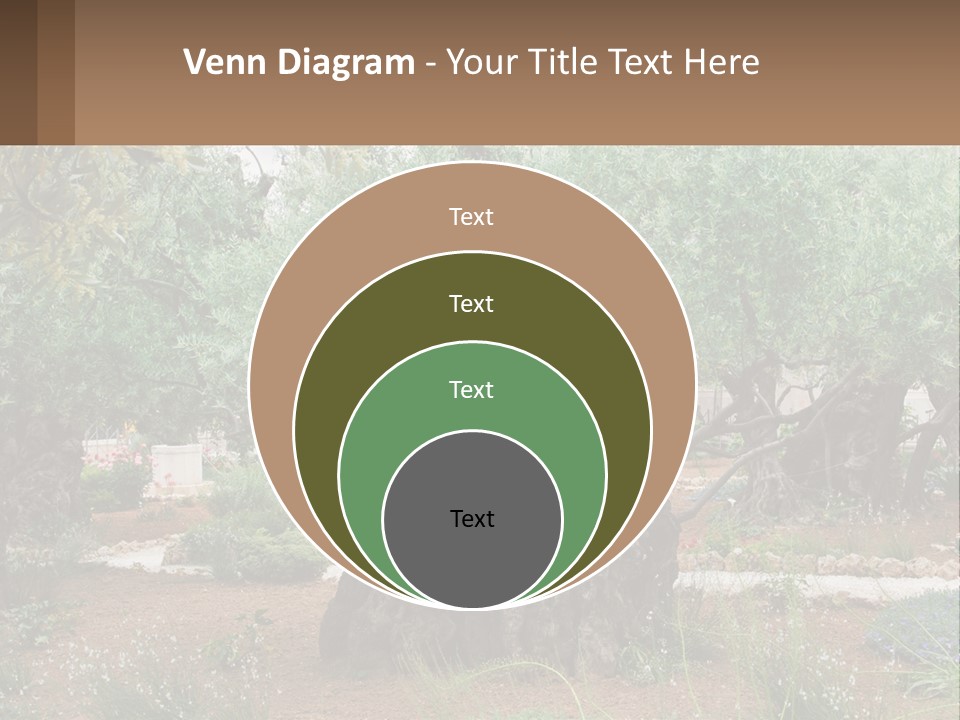 A Large Group Of Olive Trees In A Garden PowerPoint Template
