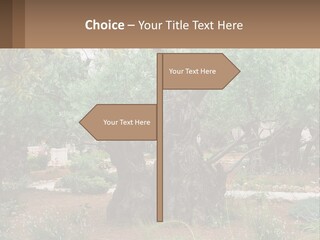 A Large Group Of Olive Trees In A Garden PowerPoint Template