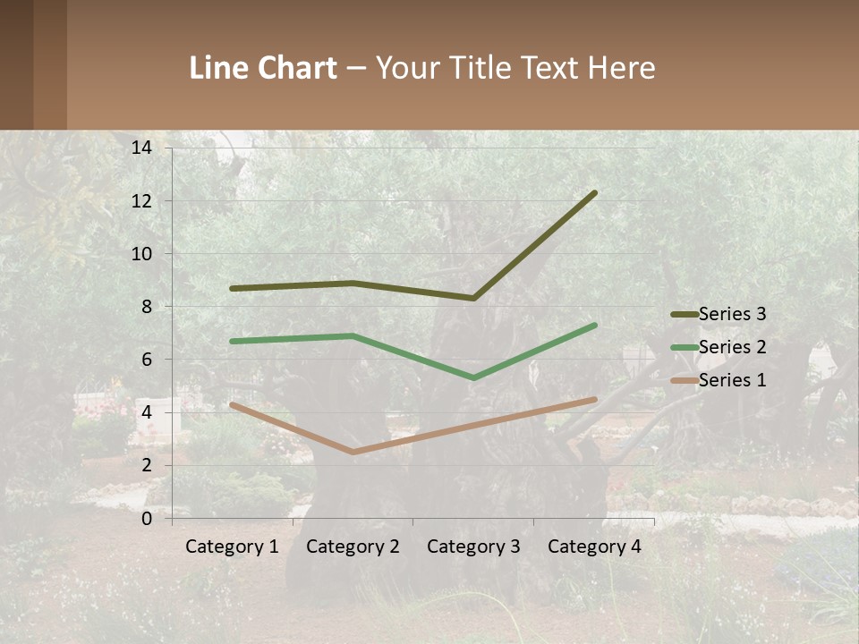 A Large Group Of Olive Trees In A Garden PowerPoint Template