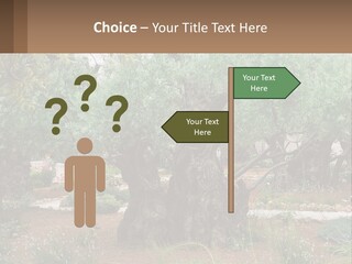 A Large Group Of Olive Trees In A Garden PowerPoint Template