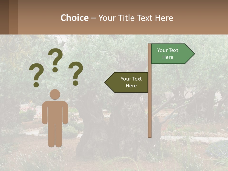 A Large Group Of Olive Trees In A Garden PowerPoint Template