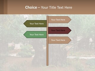 A Large Group Of Olive Trees In A Garden PowerPoint Template