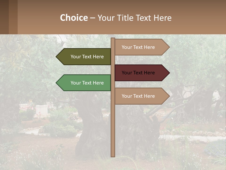 A Large Group Of Olive Trees In A Garden PowerPoint Template