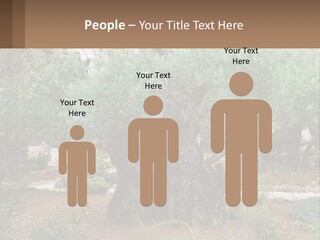 A Large Group Of Olive Trees In A Garden PowerPoint Template