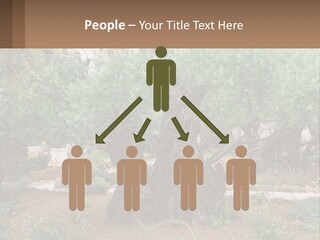 A Large Group Of Olive Trees In A Garden PowerPoint Template