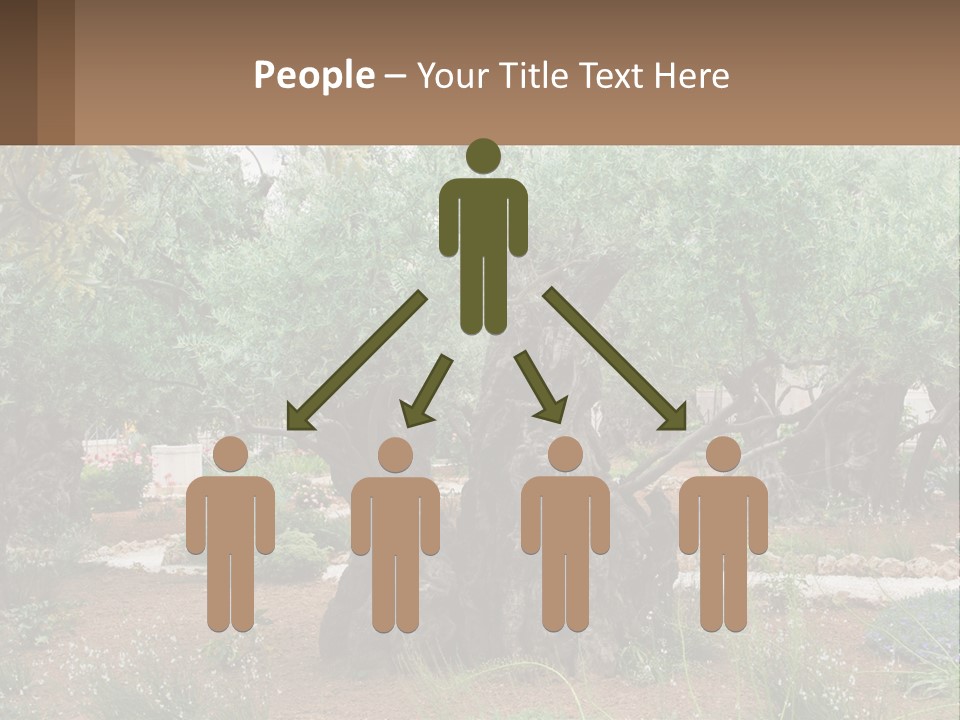 A Large Group Of Olive Trees In A Garden PowerPoint Template