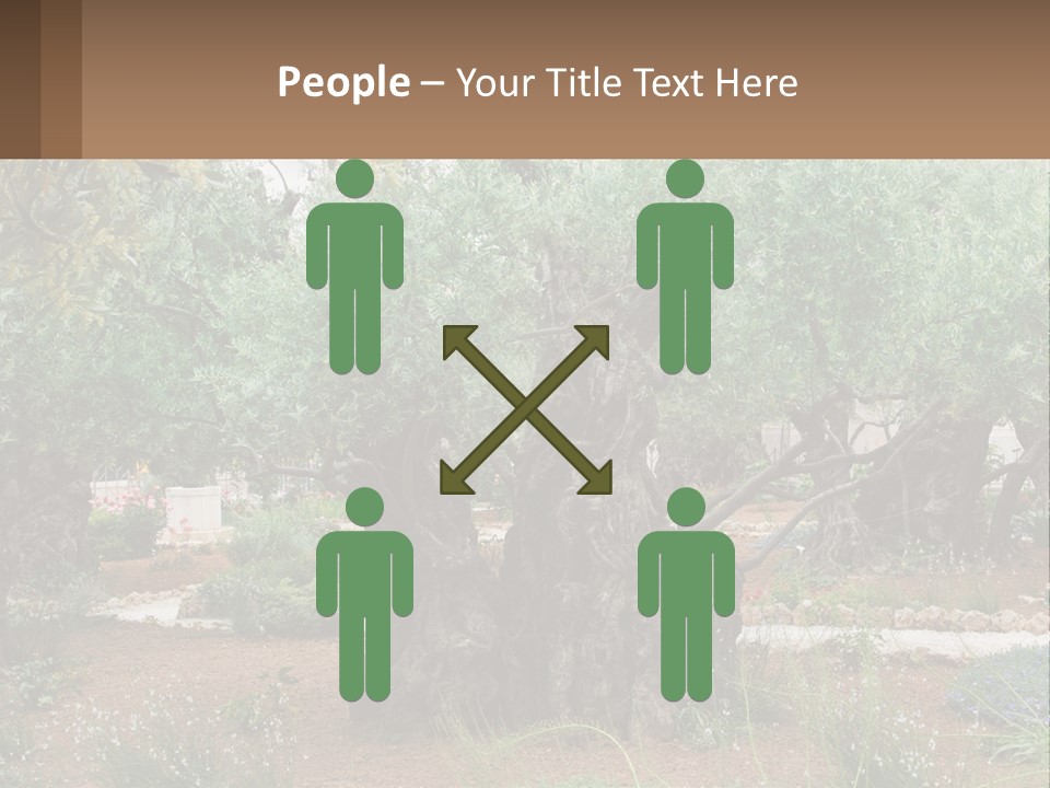 A Large Group Of Olive Trees In A Garden PowerPoint Template